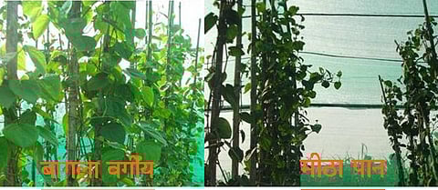 विड्याच्या पानाच्या जाती