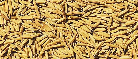 Paddy Crop