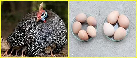 Guinea bird with chicks.
