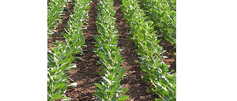 Safflower should be sown from the second fortnight of September to the first week of October.