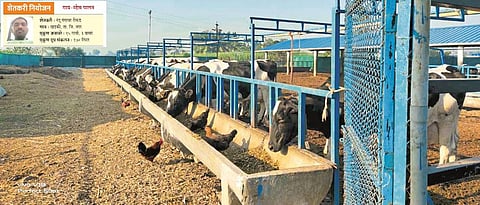 Farmer Planning: dairy