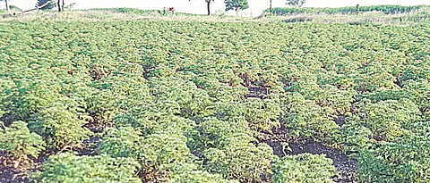 Geranium cultivation