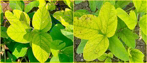 yellowing of soybean leaves