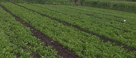 cultivation of Different vegetables in ten gunthas plots