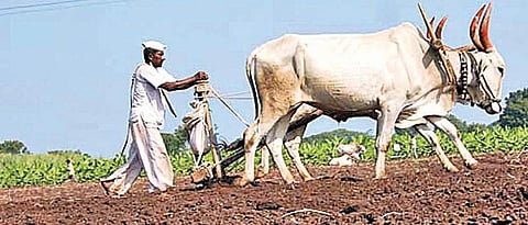 Rabi Sowing