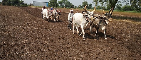 Rabi Sowing