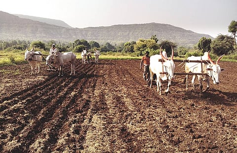 Subsidized gram, wheat, sorghum and maize seeds available for rabbi