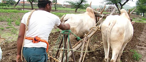 Rabi Sowing
