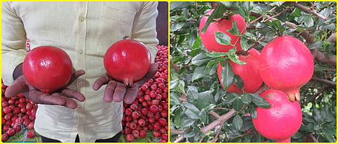 Stainless, saffron, attractive colored, shiny exportable pomegranate. Same size