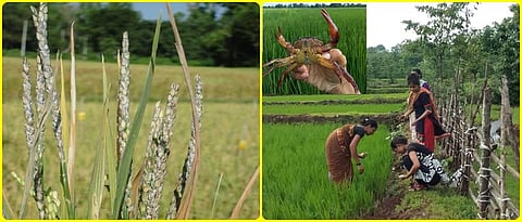 Integrated pest management in paddy crop