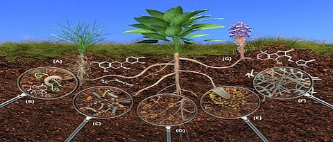 रासायनिक खत व्यवस्थापनातील तथ्ये