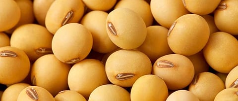 soybean
