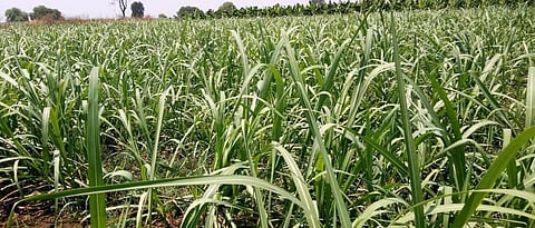 Akola Kharip Paisewari