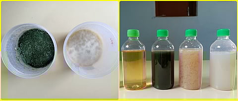 Technology of Trichoderma formation