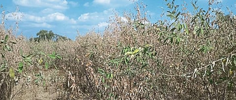 On the trumpet in Akot taluka Outbreaks appear to be exacerbated during pregnancy
