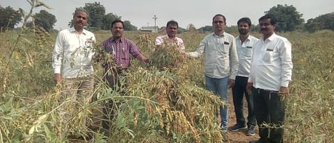 कैलास निर्मळ यांच्याकडील बीडीएन ७११ तूर वाणाची पाहणी करताना डॉ. एस.. बी. पवार, रामेश्वर ठोंबरे व अन्य.