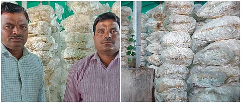 सूर्यवंशी बंधू व त्यांचे अळिंबी उत्पादन युनीट.