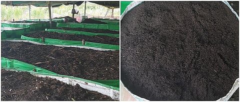 गांडूळखताचे बेडस व तयार दर्जेदार खत.