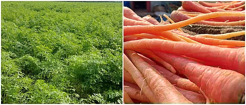 कवलापूर गावातील गाजर शेती व दर्जेदार उत्पादन.