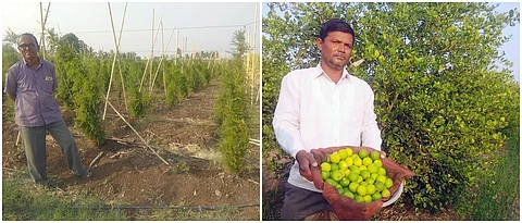 जाधव यांची शतावरी लागवड तर रांधवन यांची पेरू लागवड 