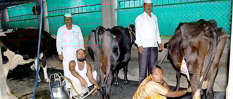 रोहिदास शंकर पोखरकर यांचा जनावरांचा गोठा.