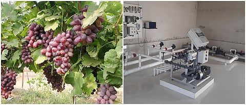 निर्यातक्षम द्राक्ष उत्पादनात ड्रीप अॅटोमेशन