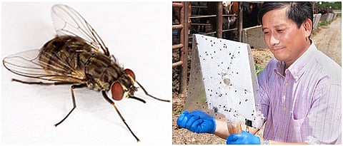 चावा घेणाऱ्या माश्यांना आकर्षित करणारे चिकटसापळे विकसित