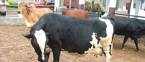 Deworming