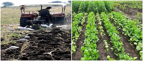 कापूस पिकातील तण व्यवस्थापन