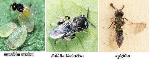 जैविक कीड व्यवस्थापनाचे तत्त्व