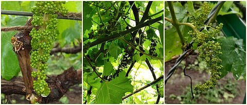 बदलत्या वातावरणात द्राक्ष बागेचे व्यवस्थापन