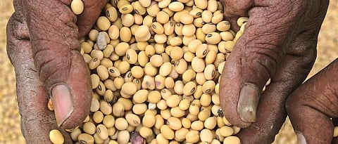 Rate stable for soybeans