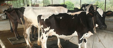 गाभण जनावराची योग्य देखभाल महत्त्वाची