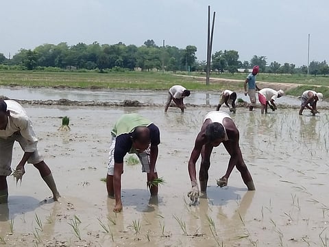 Will Telangana rice growers get guaranteed benefits?