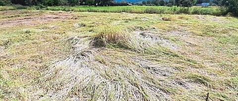 Crop Damage Compensation