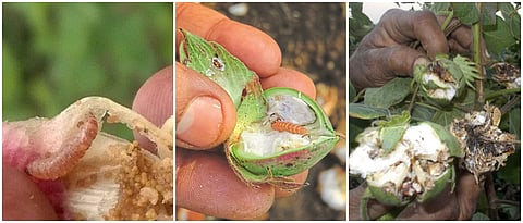 Cotton Boll Worm
