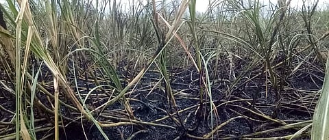 Sugarcane Burnt