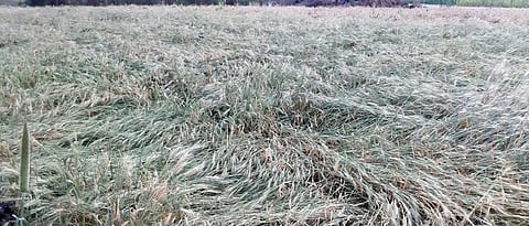 अवकाळी पाऊस, गारपीटीने पिकांचे झालेले नुकसान