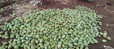 पुणे जिल्ह्यात गारपिटीमुळे आंब्याचे मोठे नुकसान Due to hail in Pune district Great loss of mango