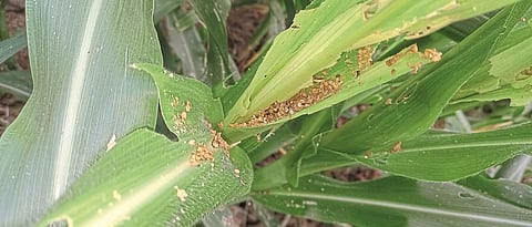 मक्यावर अमेरिकन लष्करी अळी American military larvae on corn