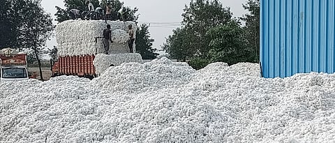 At the ginning factory Production at half capacity