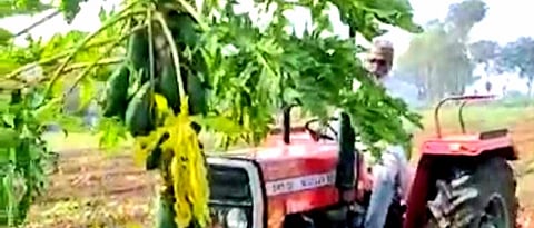 On a vertical crop of papaya Rotated rotavator