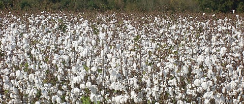 Cotton Spinning Mills