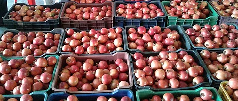 Pomogranate Export