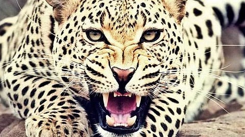 leopard attacks