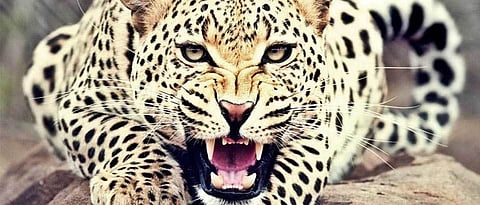 Increase in leopard attacks