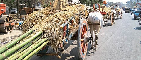 Sugarcane Transportation