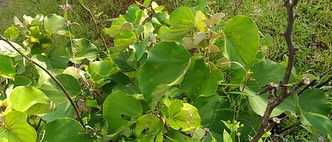 फांदचे झुडूप