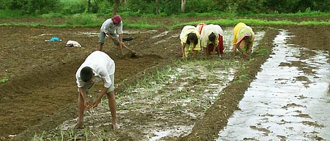 The question of summer onion cultivation is at a critical juncture