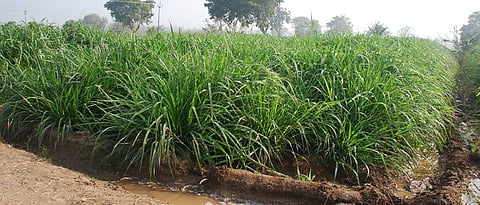hybrid napier grass
